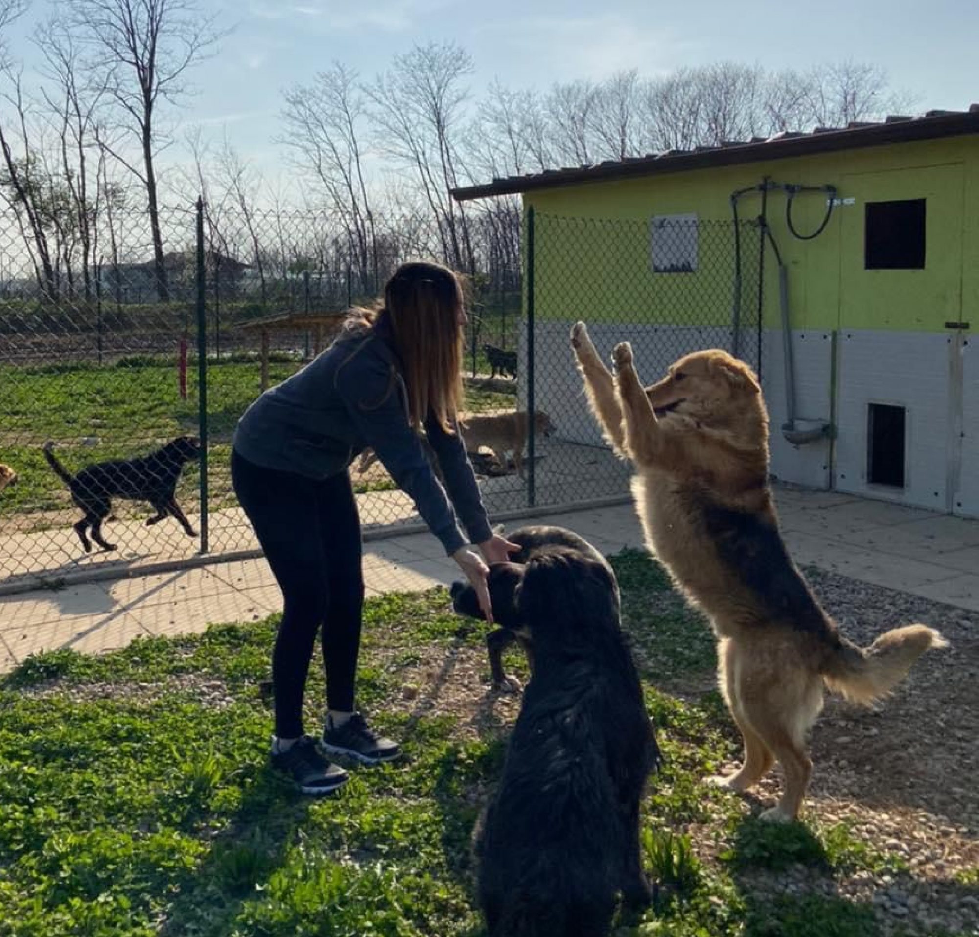 Dog Village